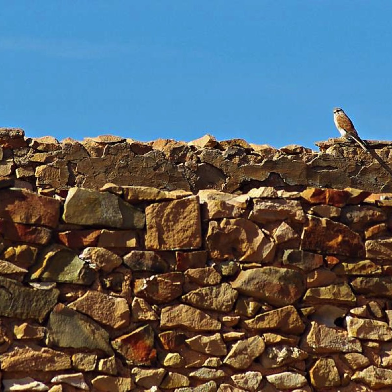 Kestrels