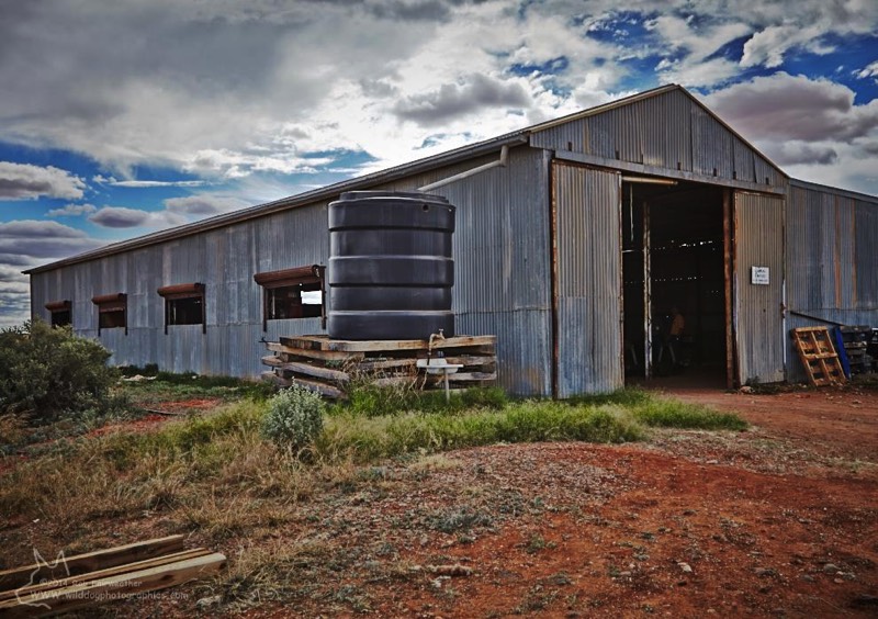 The Farina Station shearing shed (used as a workshop by Group Volunteers)
